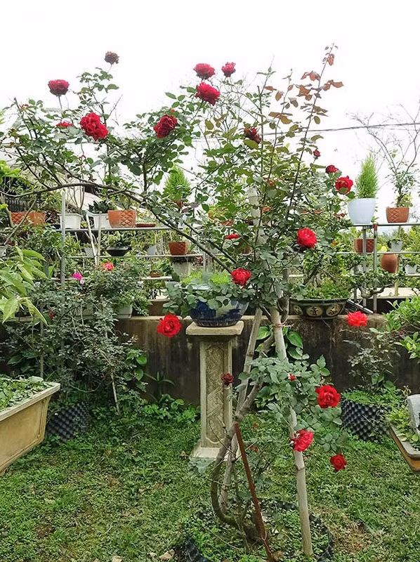 Hồng cổ Hải Phòng khoe dáng, khoe hoa. Ảnh: Thegioihoahong.