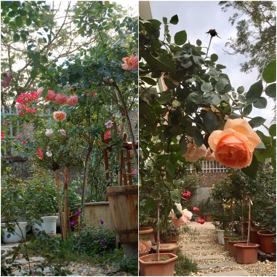 Hồng nào cũng rực rỡ sắc hương. Ảnh: VNM - PL.XH.