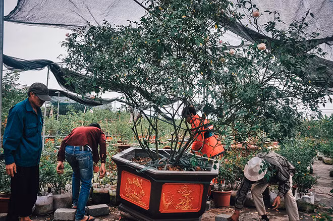 Ước tính, vườn hồng của chị Trang trị giá khoảng 5 tỷ đồng. Ảnh: Thethaovanhoa.