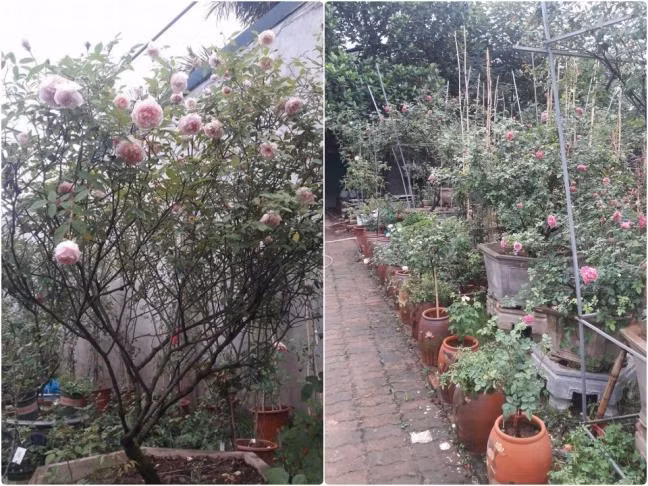 Khu vườn của anh Nguyễn Huy Tư (chân cầu Thanh Trì, Hà Nội) có 1.000 gốc hồng với hơn 300 cây hồng cổ, còn lại là hồng ngoại. Ảnh: Đời sống &amp; Pháp lý.