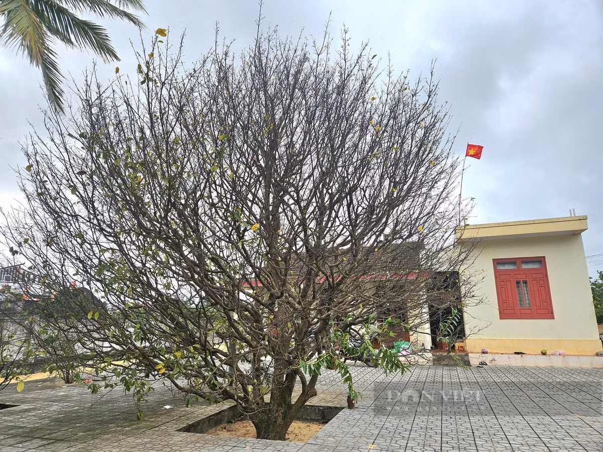 Cây mai gần 100 năm tuổi lên giá tiền tỷ vẫn không bán Cay mai gan 100 nam tuoi len gia tien ty van khong ban