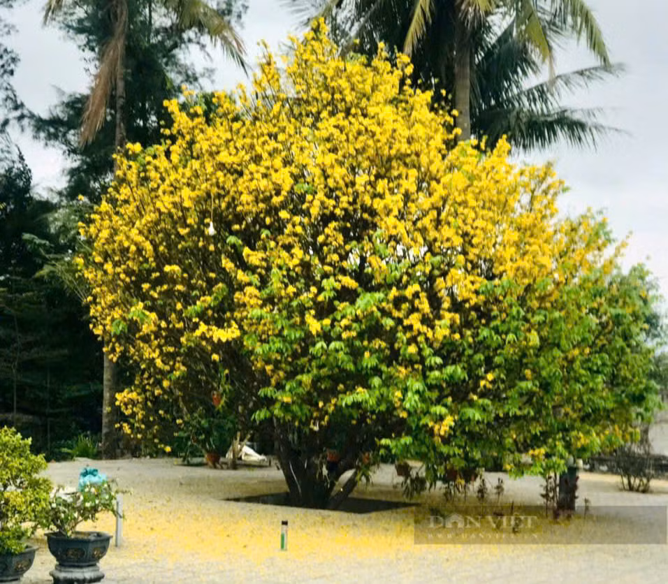 Cây mai gần 100 năm tuổi lên giá tiền tỷ vẫn không bán - Hình 5 Cay mai gan 100 nam tuoi len gia tien ty van khong ban-Hinh-5