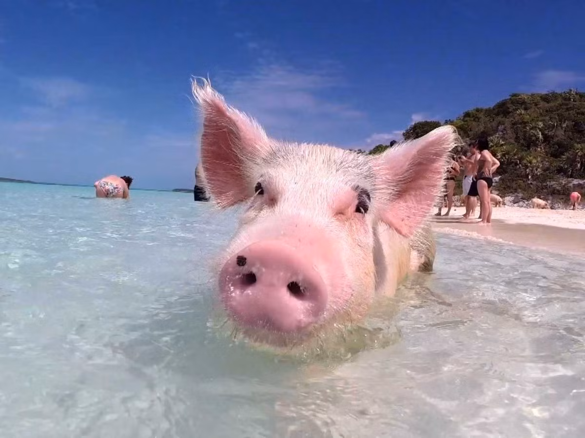 Bơi cùng những chú lợn ở Exuma, Bahamas.