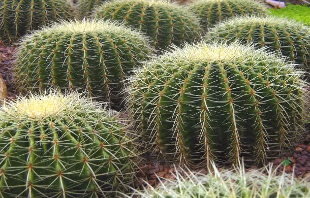 Vào thời xưa, người Aztec sử dụng những cây xương rồng có đầy gai nhọn để trừng phạt những đứa trẻ nghịch ngợm.