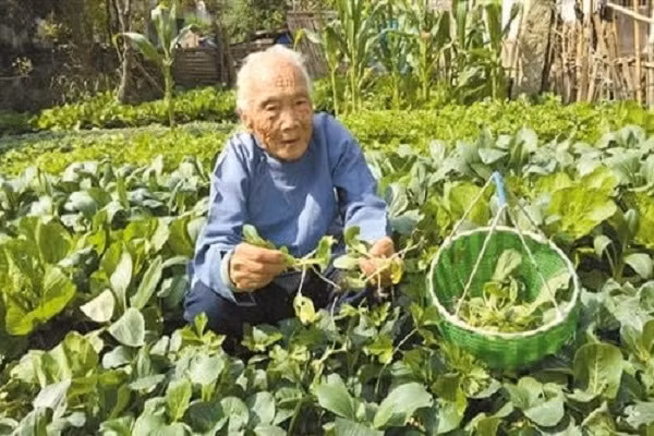 Cụ bà 102 tuổi nhưng nội tạng vẫn khỏe như thời 30 Cu ba 102 tuoi nhung noi tang van khoe nhu thoi 30