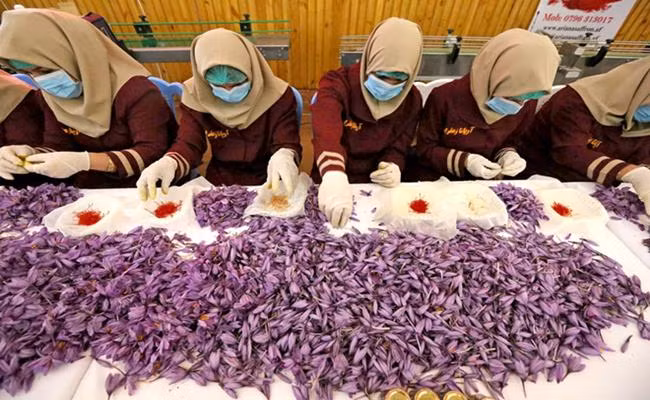 Nhụy hoa nghệ tây được trồng tại Iran từ hơn 3.000 năm trước, cứ 100kg hoa nghệ tươi mới chỉ thu được khoảng 3 lạng nhụy khô nên thứ gia vị xa xỉ này còn được gọi là “vàng đỏ”.