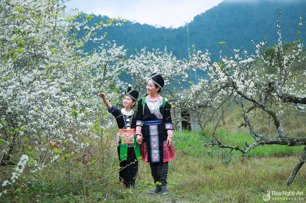 Hoa mận nở trắng trời ở miền Tây Nghệ An chờ đón Tết - Hình 9 Hoa man no trang troi o mien Tay Nghe An cho don Tet-Hinh-9