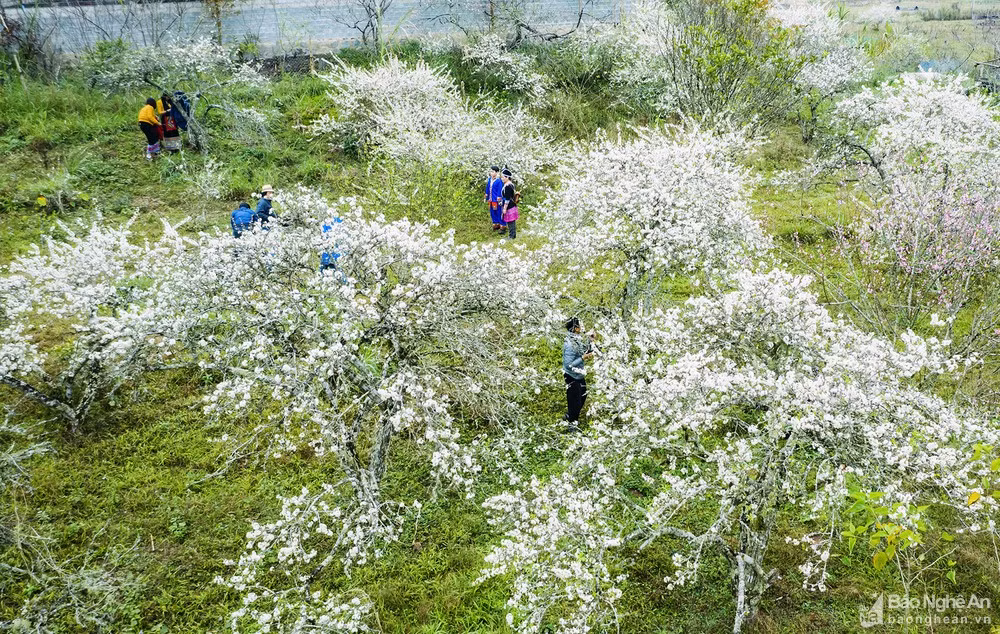 Hoa mận nở trắng trời ở miền Tây Nghệ An chờ đón Tết - Hình 3 Hoa man no trang troi o mien Tay Nghe An cho don Tet-Hinh-3