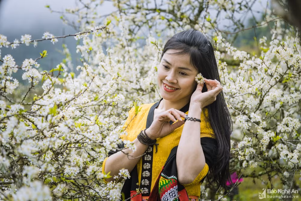 Hoa mận nở trắng trời ở miền Tây Nghệ An chờ đón Tết - Hình 10 Hoa man no trang troi o mien Tay Nghe An cho don Tet-Hinh-10