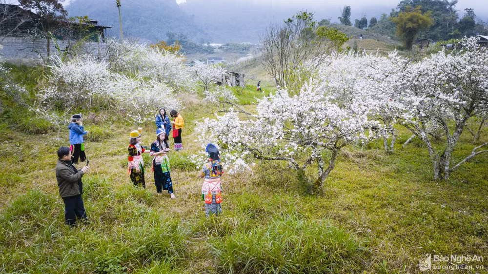 Hoa mận nở trắng trời ở miền Tây Nghệ An chờ đón Tết - Hình 11 Hoa man no trang troi o mien Tay Nghe An cho don Tet-Hinh-11