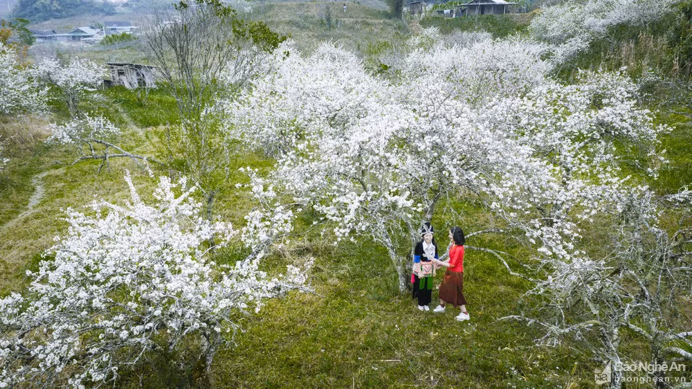 Hoa mận nở trắng trời ở miền Tây Nghệ An chờ đón Tết - Hình 5 Hoa man no trang troi o mien Tay Nghe An cho don Tet-Hinh-5
