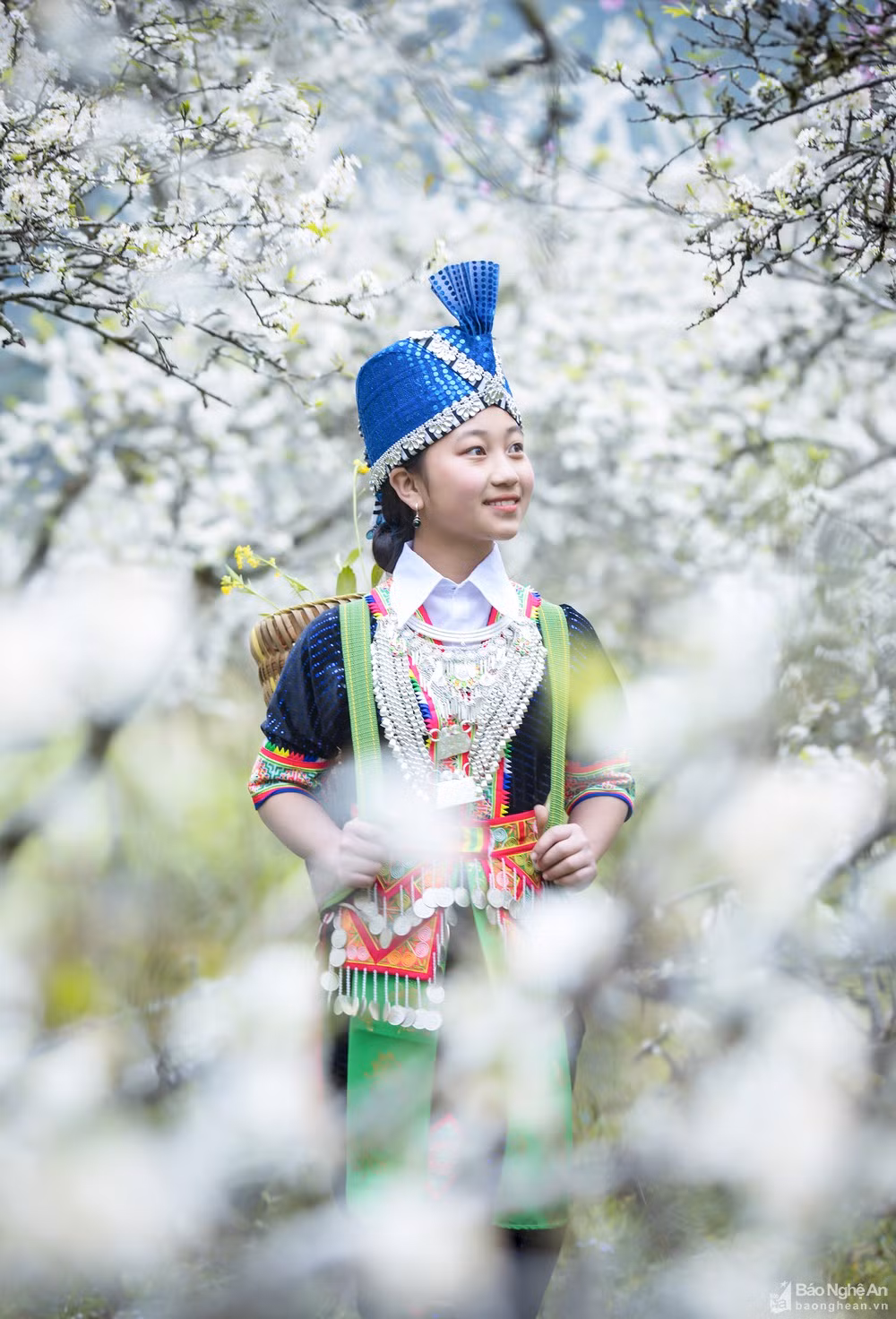 Hoa mận nở trắng trời ở miền Tây Nghệ An chờ đón Tết - Hình 6 Hoa man no trang troi o mien Tay Nghe An cho don Tet-Hinh-6