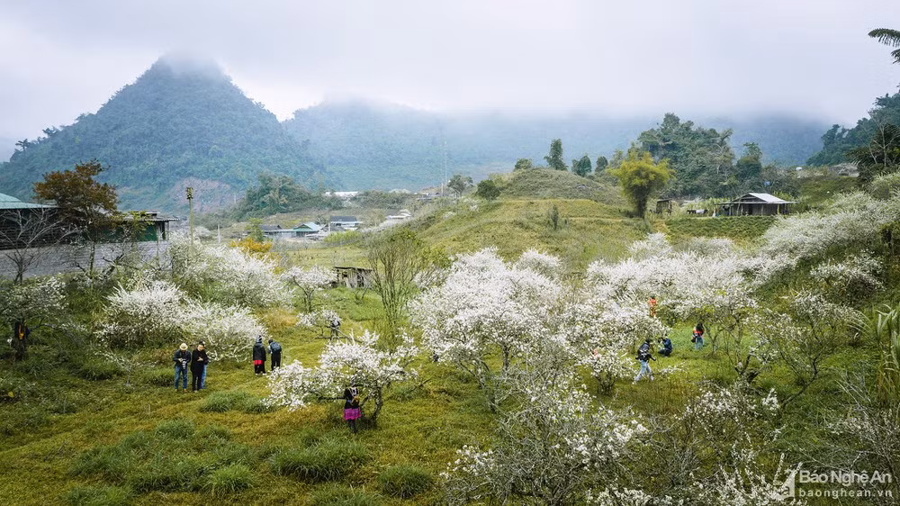 Hoa mận nở trắng trời ở miền Tây Nghệ An chờ đón Tết Hoa man no trang troi o mien Tay Nghe An cho don Tet