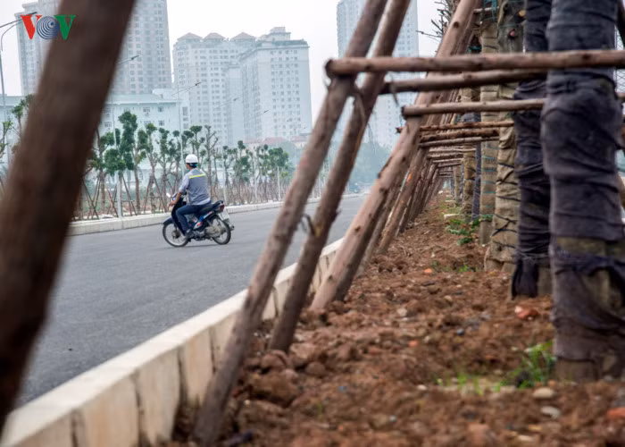 Tuyến đường được thiết kế với 3 hàng cây xanh kéo dài trên toàn tuyến, dự kiến đây sẽ là một trong những tuyến đường "xanh" của Hà Nội trong tương lai. Hiện tại các cây đang được chăm sóc, bảo vệ kỹ càng chờ đến ngày tuyến đường thông xe.
