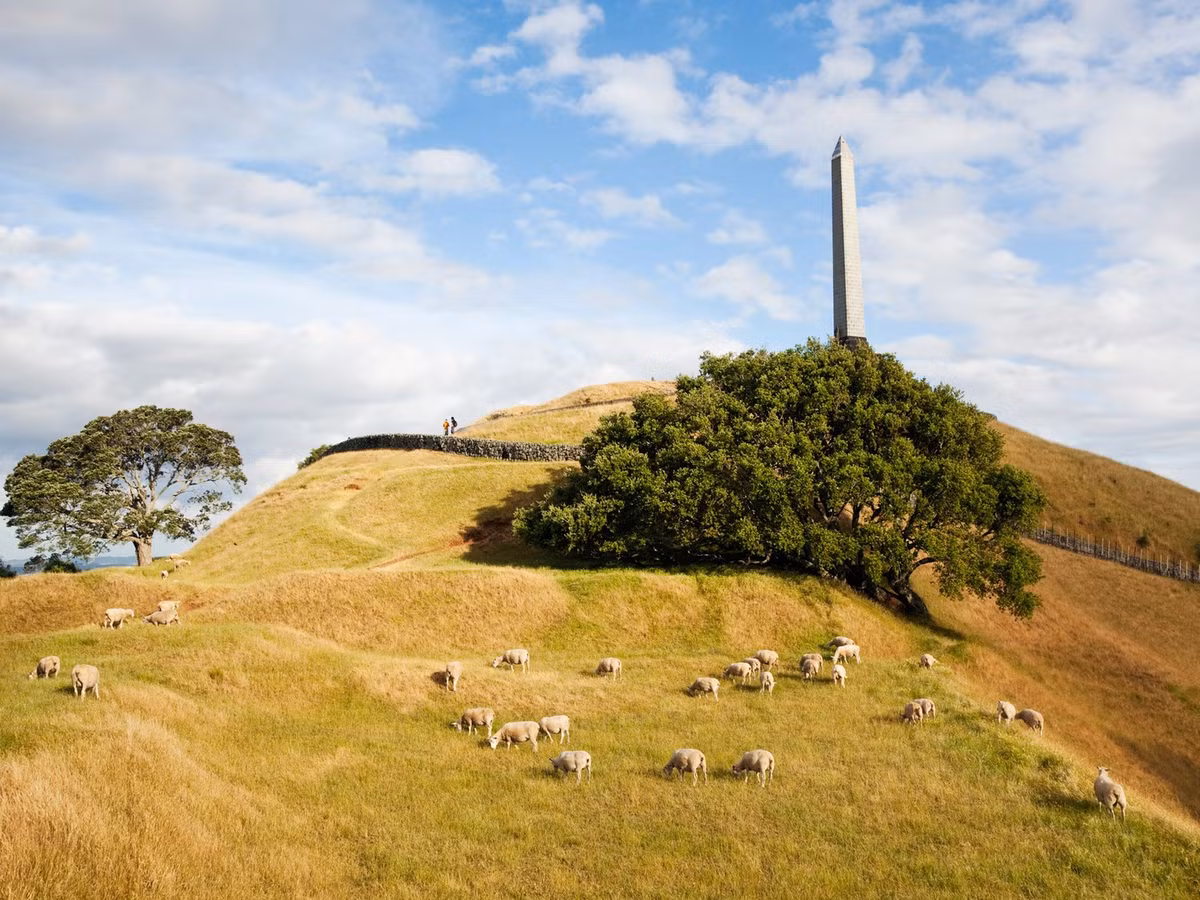 Khi đến Auckland, New Zealand, du khách có thể ghé thăm những vườn nho tuyệt đẹp.