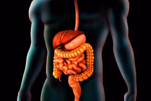 Hệ tiêu hóa. Một số bệnh đường tiêu hóa có liên quan đến thuốc lá như loét dạ dày tá tràng, bệnh Crohn, polyp đại tràng, viêm tụy, ung thư tuyến tụy. Nguyên nhân là bởi, khi hút thuốc, người hút thường bị kích thích thần kinh làm không còn cảm giác đói, dẫn đến việc ăn uống không điều độ, dễ mắc các bệnh đường tiêu hóa, đây cũng là nguyên nhân người hút thuốc thường gầy hơn người khác. Ảnh: Afamily.vn