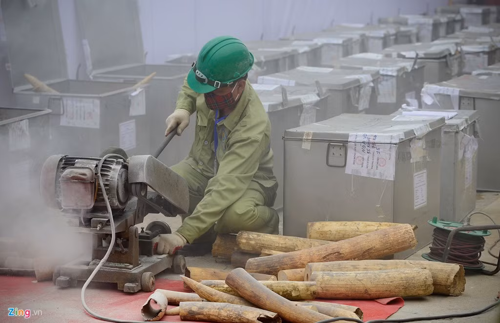 Số lượng ngà voi tại buổi tiêu hủy sẽ được cắt thành khúc nhỏ, sau đó đưa vào máy nghiền.