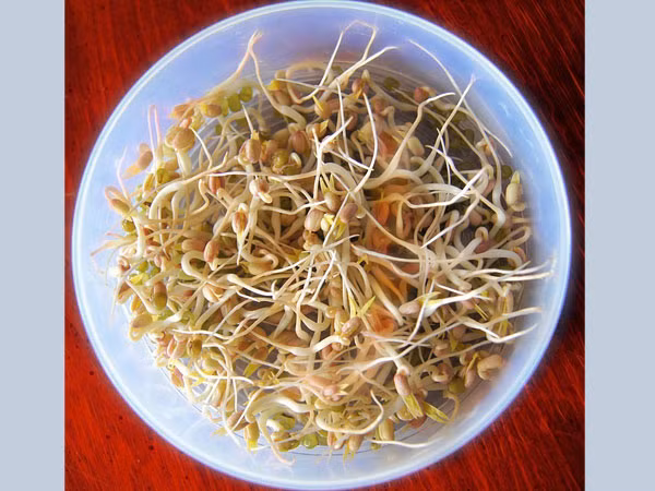 Giá đỗ là món ăn rất phổ biến, tuy nhiên nó có thể mang trong mình vi khuẩn E.coli, khiến bạn mắc bệnh và thậm chí là tử vong.
