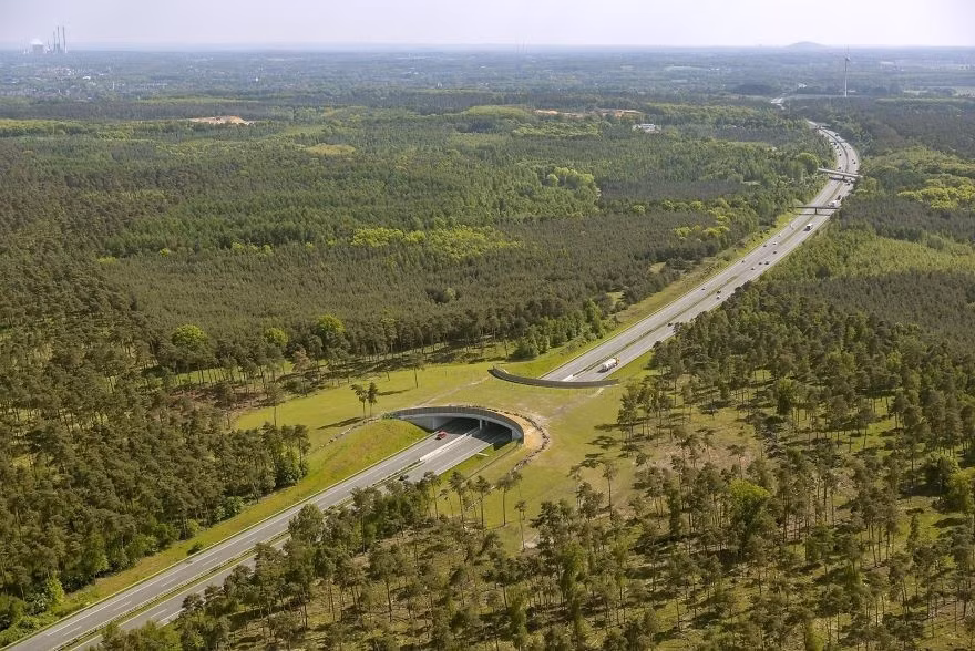 Cầu Green Wildlife bắc ngang qua đường cao tốc Autobahn, Đức.