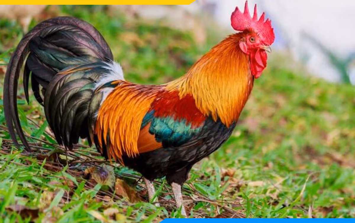 Tuần mới (26/4 đến 2/5/2021): 3 con giáp sự nghiệp thuận lợi - Hình 9 Tuan moi (26/4 den 2/5/2021): 3 con giap su nghiep thuan loi-Hinh-9
