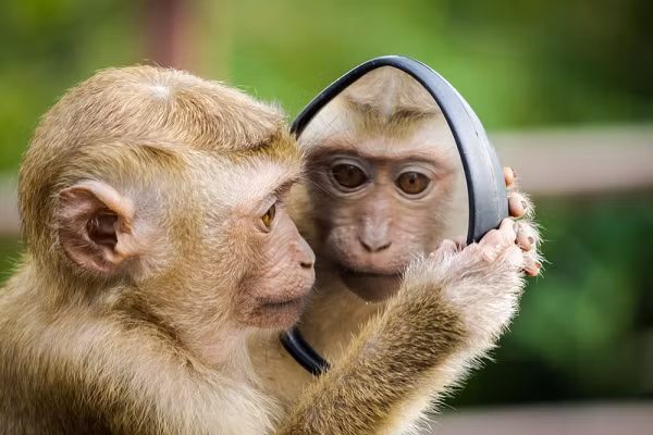 Đặc biệt, trong công việc của con giáp may mắn bất ngờ trơn tru suôn sẻ, mọi kế hoạch của người tuổi Thân đều đạt được như dự định đều được giải quyết ổn thỏa. 