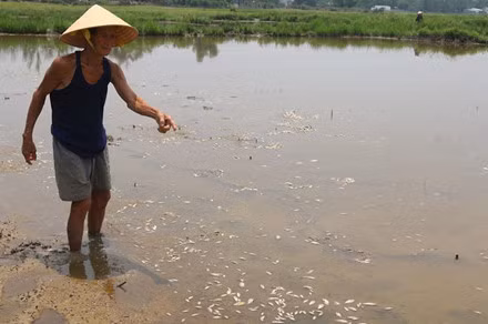 Lua va ca chet trang dong nghi do nha may kem xa thai
