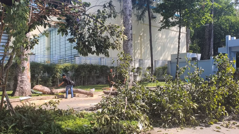 TP HCM: Kiểm tra toàn bộ cây xanh sau vụ 2 người tử vong TP HCM: Kiem tra toan bo cay xanh sau vu 2 nguoi tu vong
