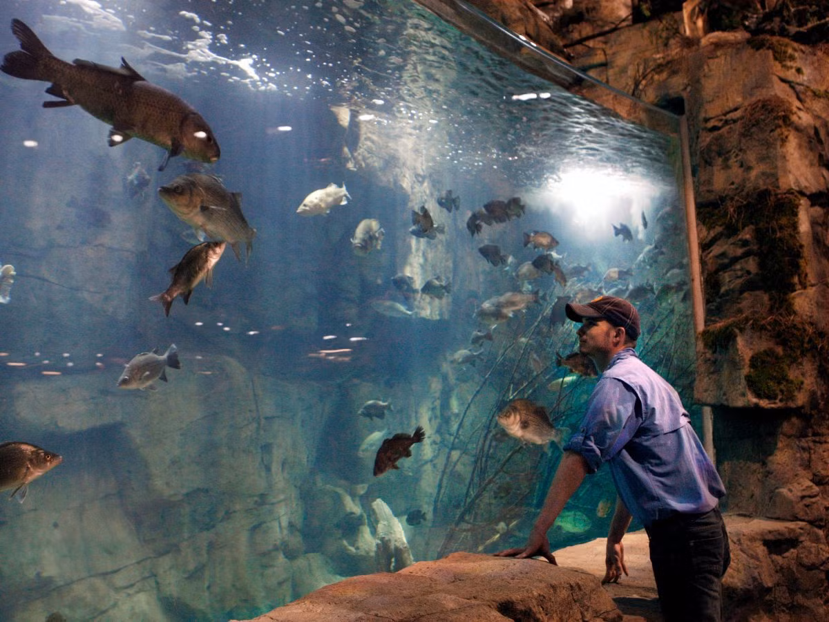 Đến năm 2015, "lời nguyền" ở Great American Pyramid chấm dứt sau khi Bass Pro Shop thuê lại và mở một trung tâm thương mại và giải trí.