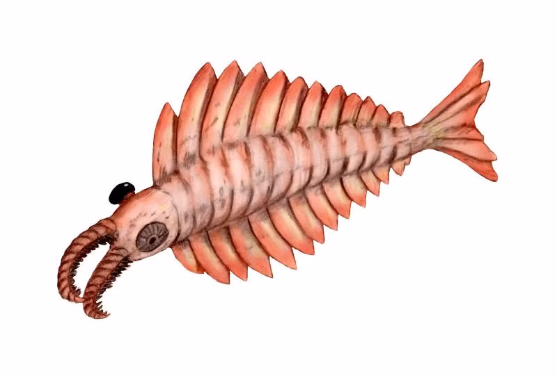 Anomalocaris có khả năng bơi lội giỏi, miệng rộng tới 25 cm và chiều dài cơ thể hơn 2m. Theo đó, quái thú này có thể tấn công và ăn thịt nhiều loại sinh vật lớn dưới đáy biển.