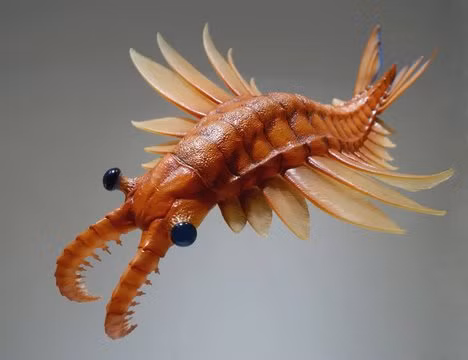 Tuy nhiên, khoảng 440 triệu năm trước, loài Anomalocaris ăn thịt đáng sợ tuyệt chủng. Nguyên nhân khiến loài này biến mất khỏi Trái Đất đến nay vẫn là bí ẩn lớn.