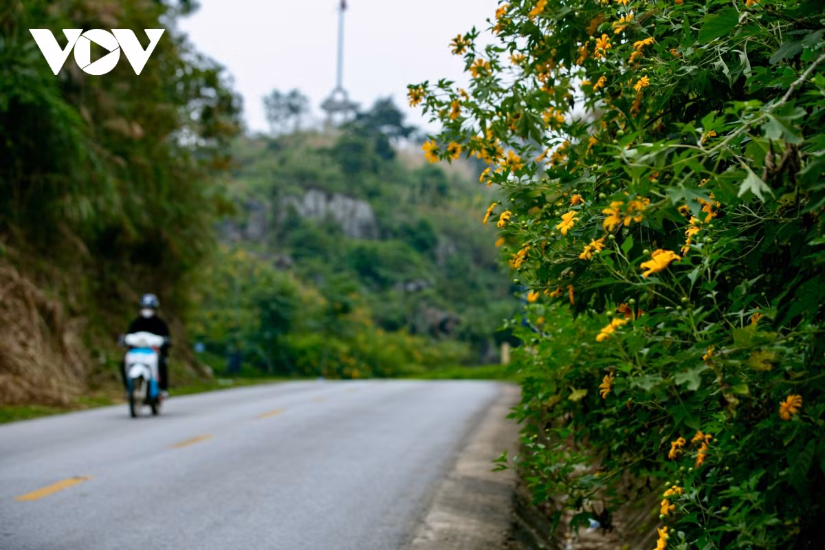 Hoa dã quỳ tại đây xuất phát từ phong trào “Tết trồng cây năm 2020” của Đảng bộ, chính quyền và nhân dân huyện Văn Quan.