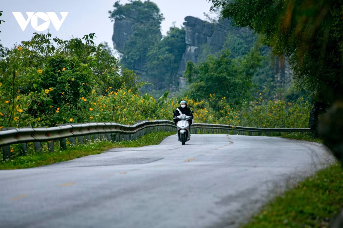 Bông hoa dã quỳ tuy không lớn như hoa hướng dương, nhưng do mọc thành bụi nên khi bung nở đồng loạt tạo nên một thảm vàng rực rỡ.