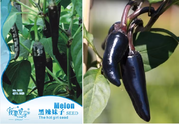 Theo anh Hoàng Minh (chủ shop hạt giống ở Nguyễn Xiển, Thanh Xuân): "Ớt đen khá lạ về màu sắc nhưng cách trồng, gieo hạt không khác nhiều ớt truyền thống. Cây cao khoảng 30 - 50cm, có thể trồng bốn mùa". Ảnh gói hạt giống ớt đen (trái).