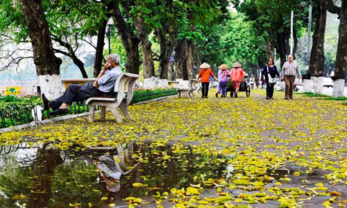 Năm nay, khu vực xung quanh hồ Hoàn Kiếm, dọc phố Đinh Tiên Hoàng cũng xuất hiện những thảm lá vàng rực.