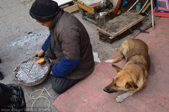 Chú chó có thể giúp chủ của nó một số việc tại tiệm sửa giày và ủ ấm chân cho chủ vào mùa đông lạnh.
