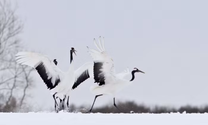 Sếu đầu đỏ chạy nhảy trên tuyết ở Tsurui, Nhật Bản.