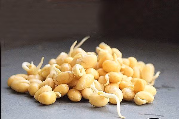 Đặc biệt, mầm đậu nành còn chứa hemagglutinin, chất ức chế trypsin và lipoxygenase. Những chất này rất có lợi cho sức khỏe.
