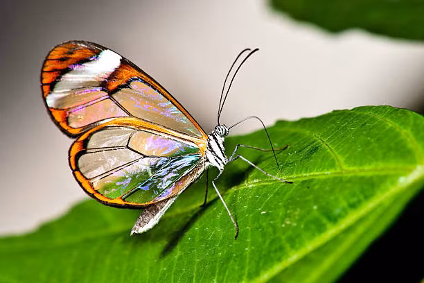 Các chuyên gia sinh vật học tin rằng, đây là một bước tiến hóa quan trọng giúp bướm Glasswing tránh được sự săn đuổi của kẻ thù, nhất là các loài chim.