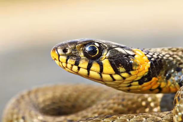 3. Rắn Hierophis Viridiflavus: Còn gọi là rắn roi xanh hay rắn roi tây, thuộc họ rắn lục Colubridae, sống ở Đông Nam Á. Chúng có thân hình mảnh mai và đôi mắt to hơn các loài tương tự, thường sống gần suối và thảm thực vật.