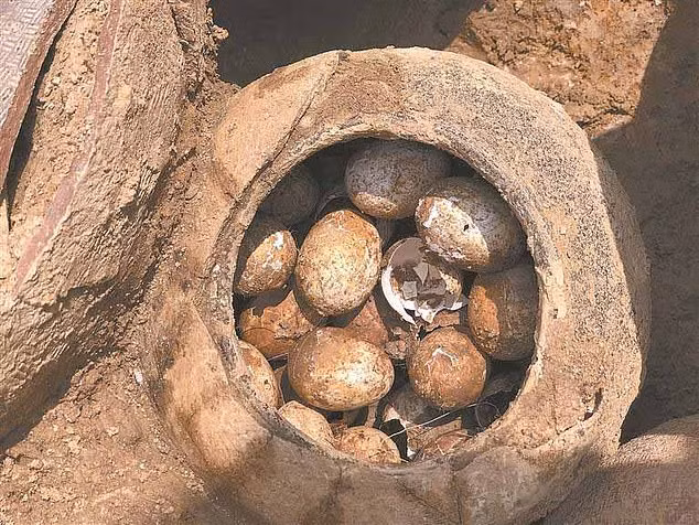 Do đó, việc phát hiện trứng gà luôn đòi hỏi sự cẩn trọng tối đa từ các nhà khảo cổ.