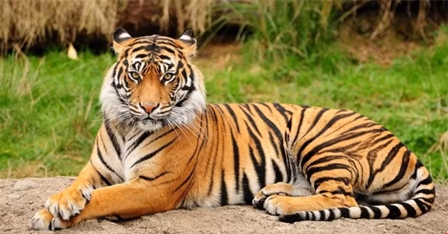 Theo số liệu từ Tổ chức Bảo tồn Thiên nhiên Thế giới (WWF), hiện nay tại Việt Nam, ước tính chỉ còn khoảng 5 cá thể hổ trong tự nhiên.