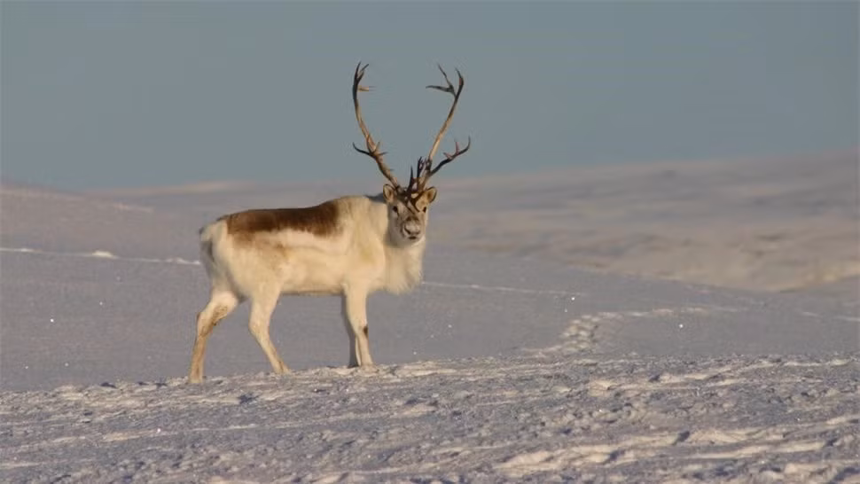 4. Tuần Lộc Peary: Tuần lộc Peary (Rangifer tarandus pearyi) là một loài tuần lộc đặc biệt chỉ được tìm thấy ở quần đảo Bắc Cực thuộc Canada. Chúng có khả năng di chuyển qua các vùng nước sâu giữa các hòn đảo nhỏ và gặm cỏ, rêu.