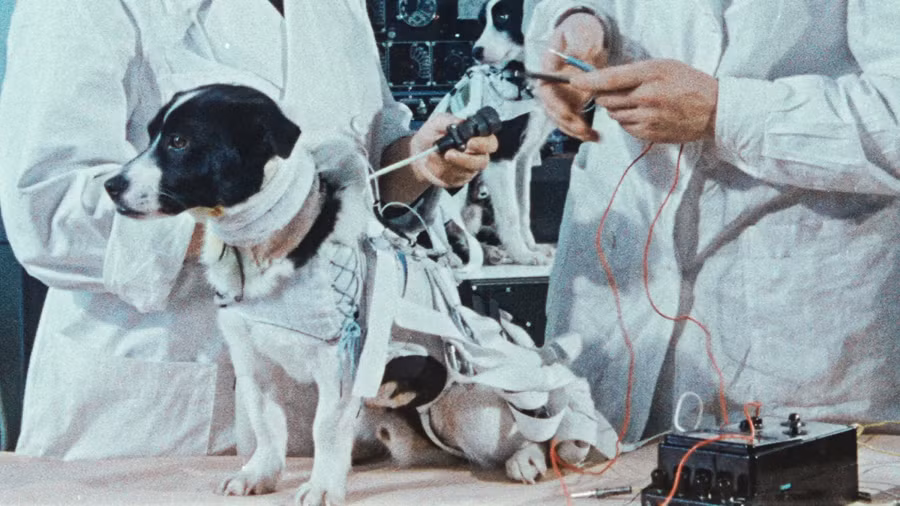 Mặc dù số phận của Laika đã được định đoạt ngay từ đầu, sự hy sinh của nó không hề uổng phí khi chứng minh rằng sinh vật sống có thể tồn tại trong tình trạng không trọng lực ngoài không gian.
