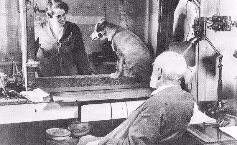 Pavlov phát hiện ra rằng tiếng bước chân của người nuôi chó có thể thay thế cho thức ăn trong việc kích thích dịch vị của chó tiết ra, từ đó xây dựng nên định luật cơ bản về hiện tượng phản xạ có điều kiện của động vật.