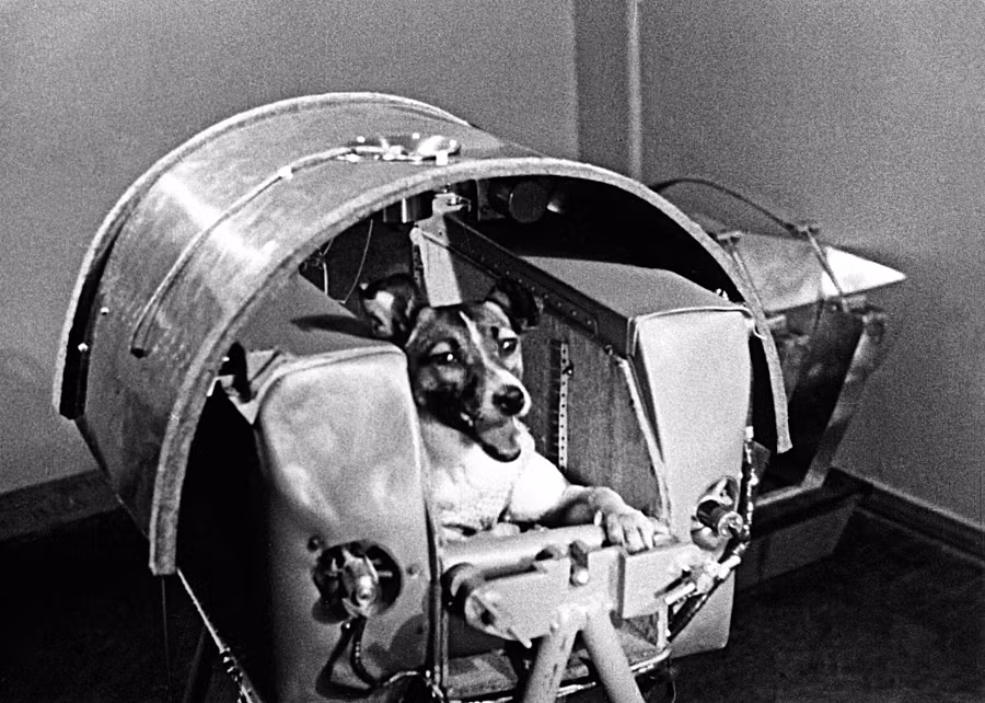 Laika, chú chó đầu tiên bay vào vũ trụ, cũng là một huyền thoại. Sau khi được huấn luyện kỹ càng, Laika đã bay vào không gian trên tàu Sputnik-2 vào năm 1957.