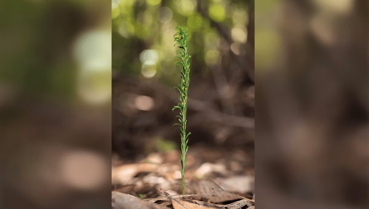 Một loài dương xỉ nhỏ tên Tmesipteris oblanceolata, chỉ mọc trên đảo Grande Terre thuộc Thái Bình Dương, đã lập Kỷ lục Guinness Thế giới với bộ gene lớn nhất hành tinh.