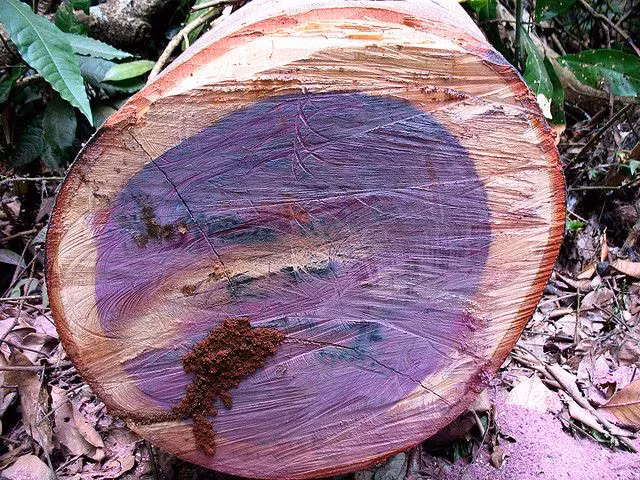 1. Purple Heart: Đây là loài gỗ quý thuộc top đầu thế giới với độ bền khó loại gỗ nào sánh nổi. Gỗ Purple Heart chuyển màu từ nâu sang tím khi cắt, rất cứng và bền, chủ yếu ở lưu vực sông Amazon.