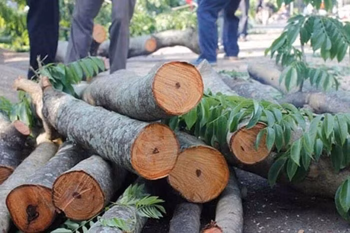 8. Ngọc am: Rất quý, được dùng từ xa xưa, có mùi thơm quyến rũ, thường dùng trong hoàng cung Trung Quốc, đứng ngang ngọc ngà về giá trị.
