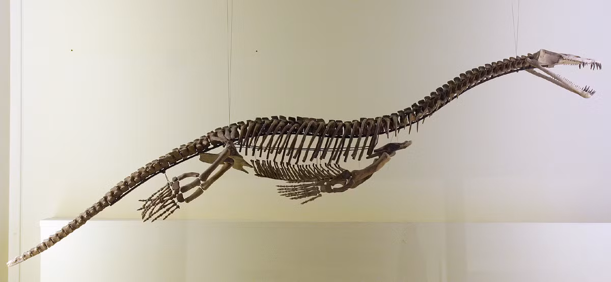 Hóa thạch này già hơn 40 triệu năm so với hóa thạch Sauropterygian lâu đời nhất trước đây ở Nam bán cầu. Nguồn gốc và sự phân bố của Nothosaurs vẫn đang được tranh luận, với giả thuyết chúng có thể di cư dọc theo bờ biển vùng cực phía Bắc hoặc sử dụng dòng hải lưu để vượt qua siêu đại dương Panthalassa.