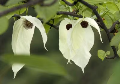 Loài cây này cũng đã được nhân giống và trồng tại nhiều vườn bách thảo và công viên trên khắp thế giới.